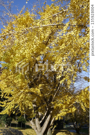 Autumn leaves ginkgo Autumn leaves ginkgo 135928004