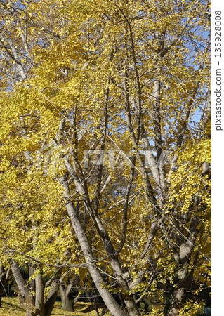 Autumn leaves ginkgo Autumn leaves ginkgo 135928008