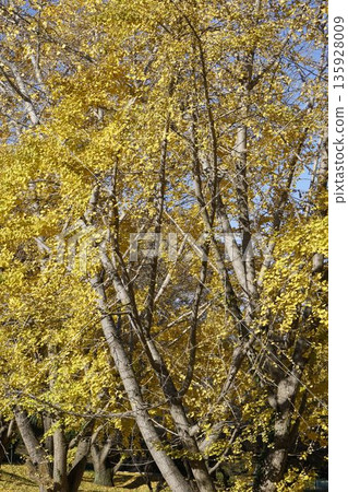 Autumn leaves ginkgo Autumn leaves ginkgo 135928009