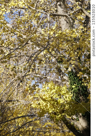 Autumn leaves ginkgo 135928010