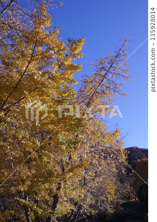 Autumn leaves ginkgo Autumn leaves ginkgo 135928014