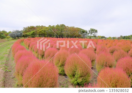 Kokia的秋葉 Kokia的秋葉 135928032