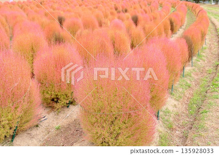 Kokia的秋葉 135928033