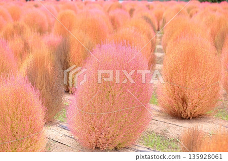 Kokia 's autumn leaves 135928061