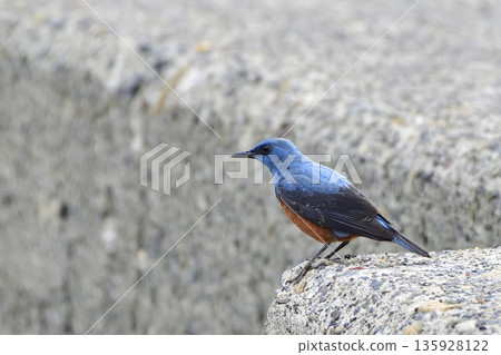 Sea bulbul Sea bulbul 135928122