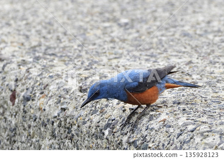 Sea bulbul Sea bulbul 135928123