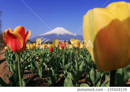 Tulip and Mt. Fuji Tulip and Mt. Fuji 135928139