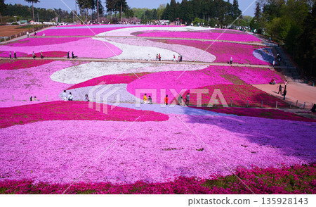 Moss phlox at Hitsujiyama Park Moss phlox at Hitsujiyama Park 135928143