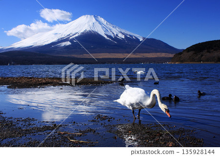 Mount Fuji and swan Mount Fuji and swan 135928144