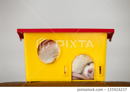 Closeup of funny white domestic rat with long whiskers sleeping in yellow plastic pet house. 135928237
