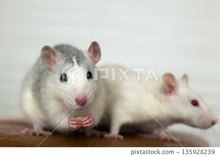 Closeup of two funny white domestic rats with long whiskers. Closeup of two funny white domestic rats with long whiskers. 135928239