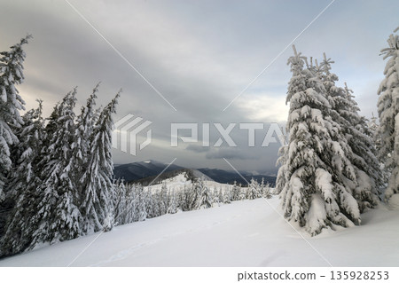 Beautiful winter mountain landscape. Tall dark green spruce trees covered with snow on mountain peaks and cloudy sky background. Beautiful winter mountain landscape. Tall dark green spruce trees covered with snow on mountain peaks and cloudy sky background. 135928253