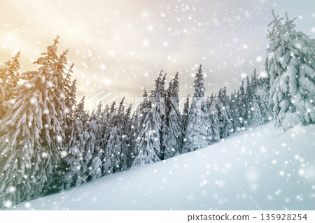 Beautiful winter mountain landscape. Tall spruce trees covered with snow in winter forest and cloudy sky background. 135928254