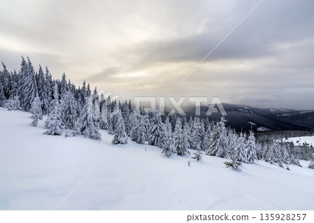 Beautiful winter mountain landscape. Tall dark green spruce trees covered with snow on mountain peaks and cloudy sky background. Beautiful winter mountain landscape. Tall dark green spruce trees covered with snow on mountain peaks and cloudy sky background. 135928257