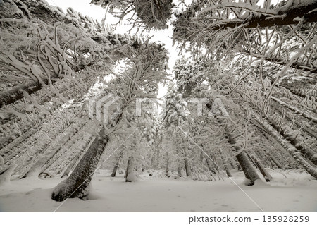 Beautiful winter picture. Tall spruce trees covered with deep snow and frost on clear sky background. Happy New Year and Merry Christmas greeting card. Beautiful winter picture. Tall spruce trees covered with deep snow and frost on clear sky background. Happy New Year and Merry Christmas greeting card. 135928259