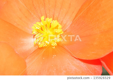 Begonia Begonia 135928329