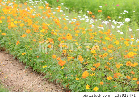 可愛的黃色波斯菊 可愛的黃色波斯菊 135928471