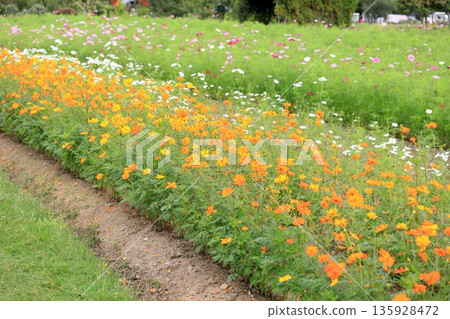 Cute yellow cosmos flowers Cute yellow cosmos flowers 135928472
