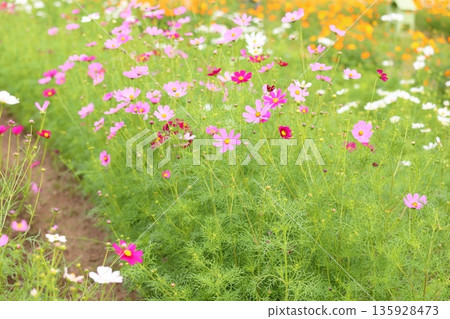 清新的波斯菊 135928473
