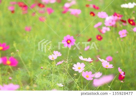 cute cosmos flowers 135928477