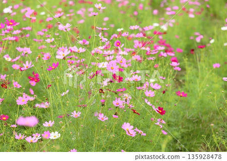cute cosmos flowers cute cosmos flowers 135928478