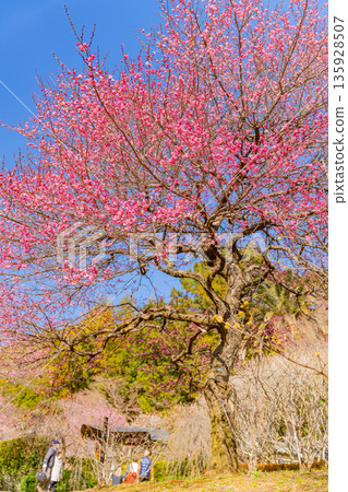 Atami Plum Garden (Shizuoka Prefecture) Tourists viewing the plum blossoms in full bloom Atami Plum Garden (Shizuoka Prefecture) Tourists viewing the plum blossoms in full bloom 135928507