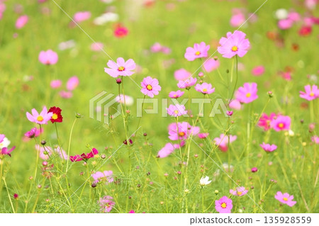 cute cosmos flowers cute cosmos flowers 135928559
