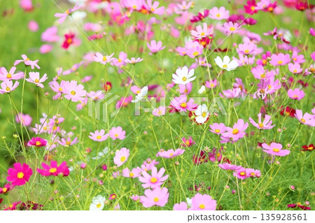 Refreshing cosmos flowers 135928561