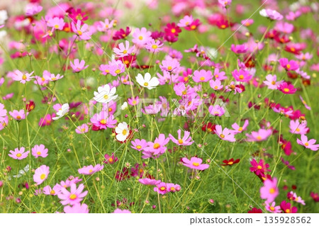 Refreshing cosmos flowers Refreshing cosmos flowers 135928562