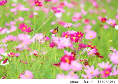 Refreshing Cosmos Flower Butterfly Absorbing Refreshing Cosmos Flower Butterfly Absorbing 135928563
