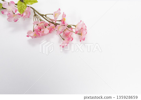 Cherry blossoms on a white background Spring celebration / New life background material Cherry blossoms on a white background Spring celebration / New life background material 135928659