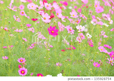 cute cosmos flowers 135928754