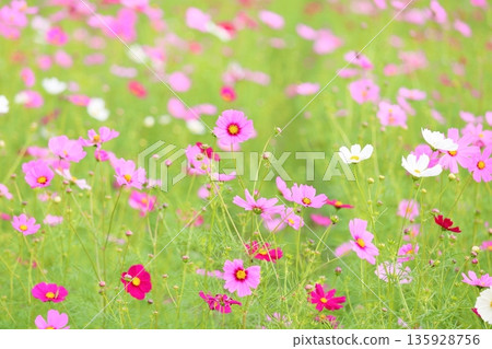 cute cosmos flowers cute cosmos flowers 135928756