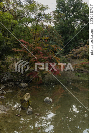 Flower pond and autumn leaves in the Japanese garden of Korakuen, Kita-ku, Okayama City, Okayama Prefecture, Japan 135928797