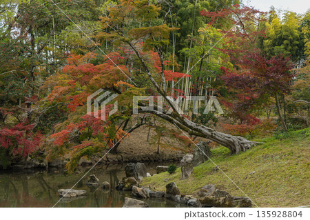 Flower pond and autumn leaves in the Japanese garden of Korakuen, Kita-ku, Okayama City, Okayama Prefecture, Japan 135928804