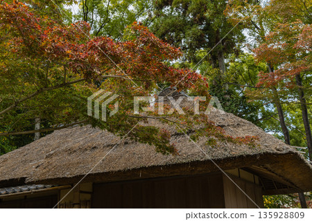 日本岡山縣岡山市北區後樂園錦之丘和 Moshoan 的秋葉 135928809