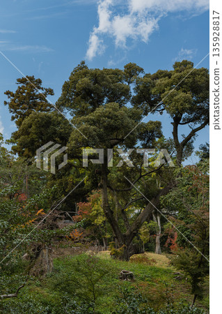 Scenery of the Japanese garden at Korakuen in Kita-ku, Okayama City, Okayama Prefecture, Japan 135928817
