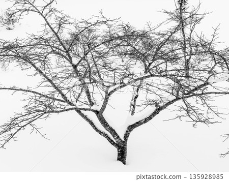 Snow scene at Chikusa Kogen Ski Resort in Shiso, Hyogo Prefecture 135928985