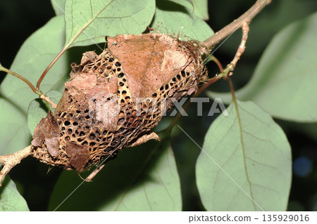 庫蘇桑的繭 135929016