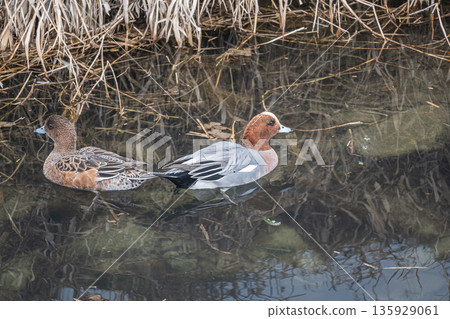 Wigeon, Kamogawa River, Kyoto City Wigeon, Kamogawa River, Kyoto City 135929061