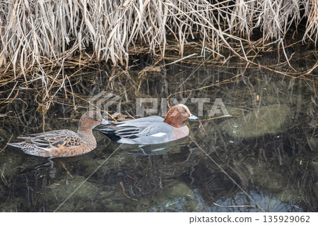 Wigeon, Kamogawa River, Kyoto City 135929062