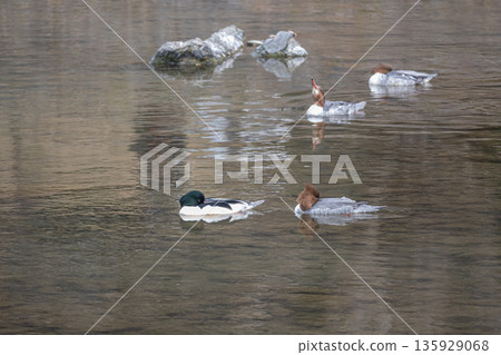 A common merganser dozing while floating on the river surface, Kamogawa River, Kyoto City 135929068