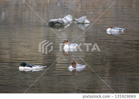 一隻普通秋沙鴨在京都鴨川河上打盹 一隻普通秋沙鴨在京都鴨川河上打盹 135929069