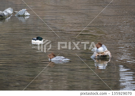 京都市鴨川川秋沙鴨 135929070