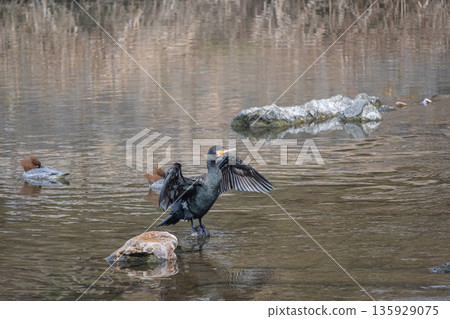 A cormorant spreading its wings, Kamogawa River, Kyoto City 135929075