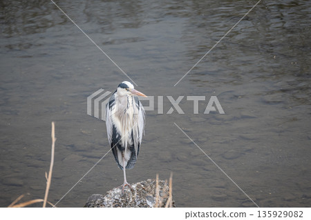 A grey heron standing on a rock in the river, Kamogawa, Kyoto 135929082