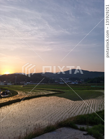 Spring rice field landscape with sunset Spring rice field landscape with sunset 135929251