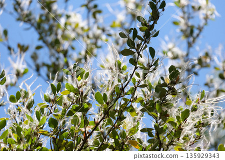 Mountain Mahogany plant (Cercocarpus betuloides) Mountain Mahogany plant (Cercocarpus betuloides) 135929343