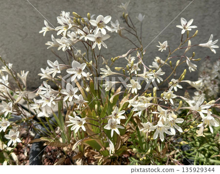 Blossom Tritonia pallida (family Iridaceae) Blossom Tritonia pallida (family Iridaceae) 135929344
