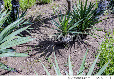 Yucca in May at the Nitra Botanical Garden in Slovakia. Yucca buds. Yucca is a common plant in Central America. It is a genus of evergreen plants in subfamily Agavoideae of the family Asparagaceae Yucca in May at the Nitra Botanical Garden in Slovakia. Yucca buds. Yucca is a common plant in Central America. It is a genus of evergreen plants in subfamily Agavoideae of the family Asparagaceae 135929421